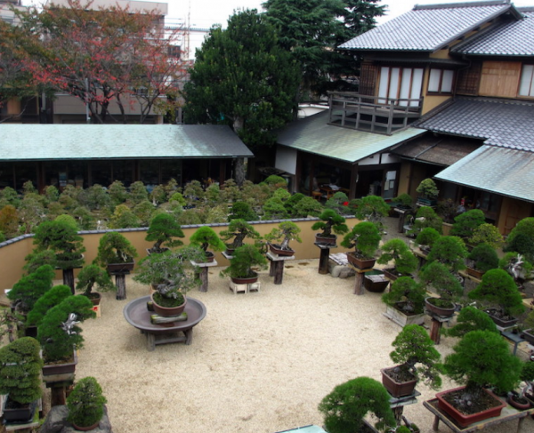 Rumah dengan Taman Berbentuk Bonsai